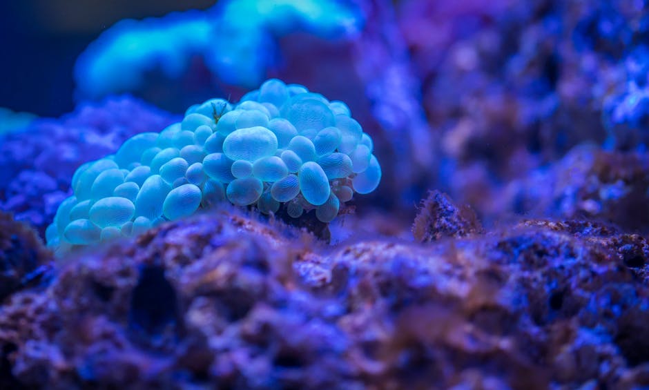 Colorful coral fragments and marine life underwater